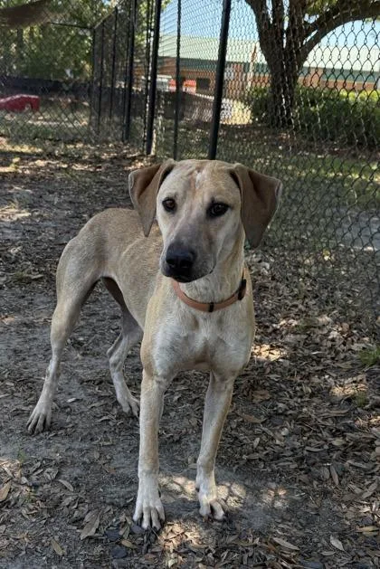 Pearl thumbnail 3