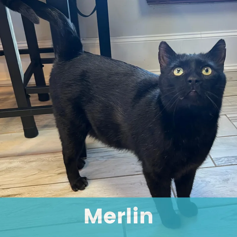 A young medium-sized male Black Domestic Short Hair cat named Merlin for adoption in Rochester , NY