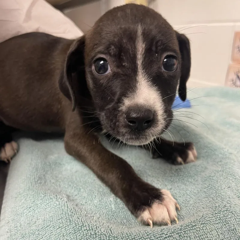 A baby small-sized female Black Mixed Breed dog named Tavia for adoption in Sarasota, FL