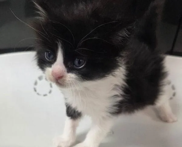 A baby small-sized female Domestic Short Hair cat named Fiona for adoption in Cleveland, TN