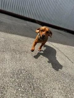A young small-sized male Brown / Chocolate Chiweenie dog named Shiloh for adoption in Lexington, KY