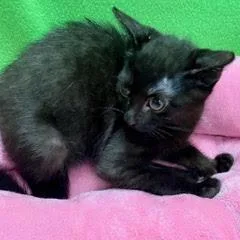 A baby medium-sized female Black Domestic Short Hair cat named Celebrity for adoption in Green Valley, AZ