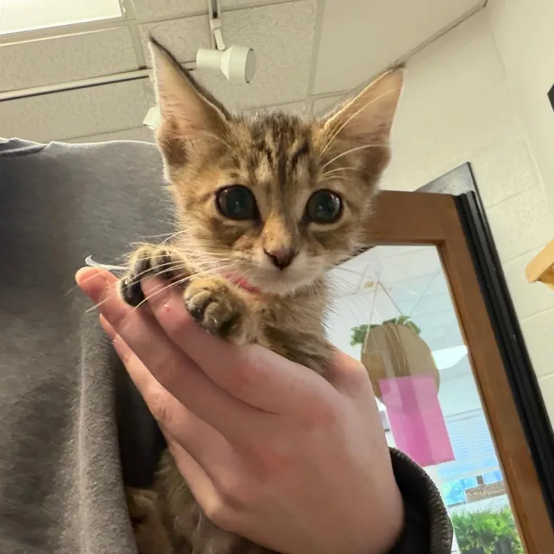 A baby small-sized female Black Domestic Short Hair cat named Stevie Nicks for adoption in Ardmore, OK