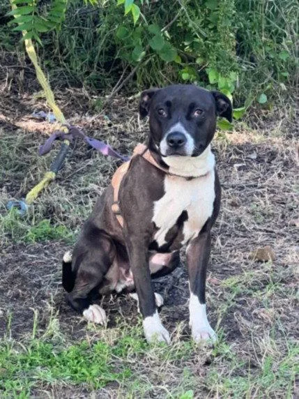 An adult large-sized male Pit Bull Terrier dog named Demon for adoption in Woodland, CA