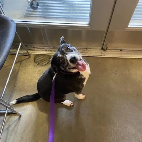 Bella
