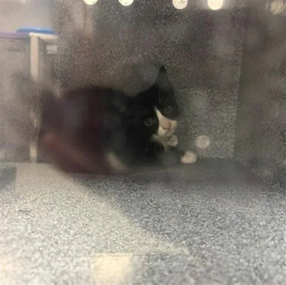 A baby small-sized female Domestic Short Hair cat named Foxy for adoption in Naples, FL