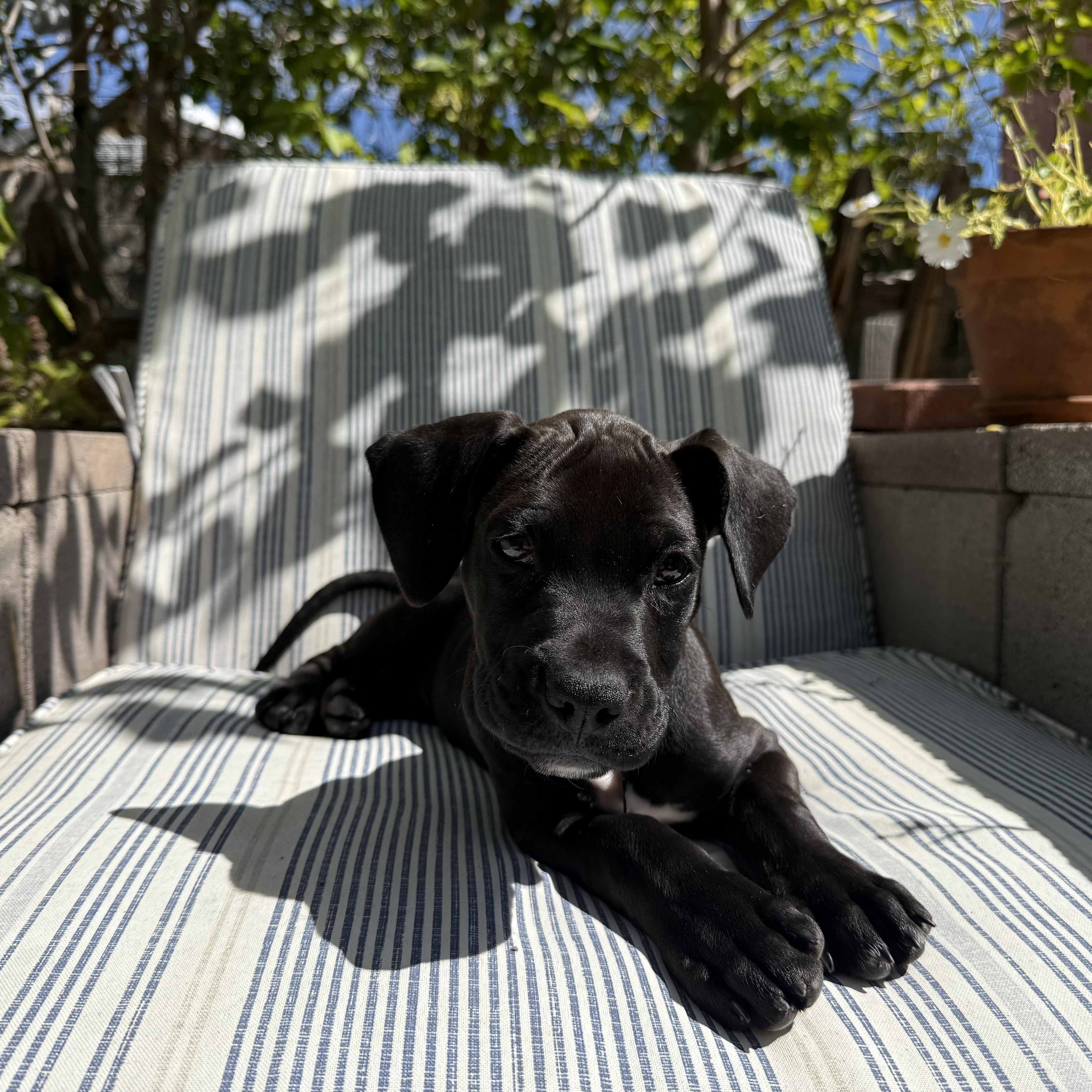 A baby large-sized male Black Mixed Breed dog named Baloo for adoption in Albuquerque, NM