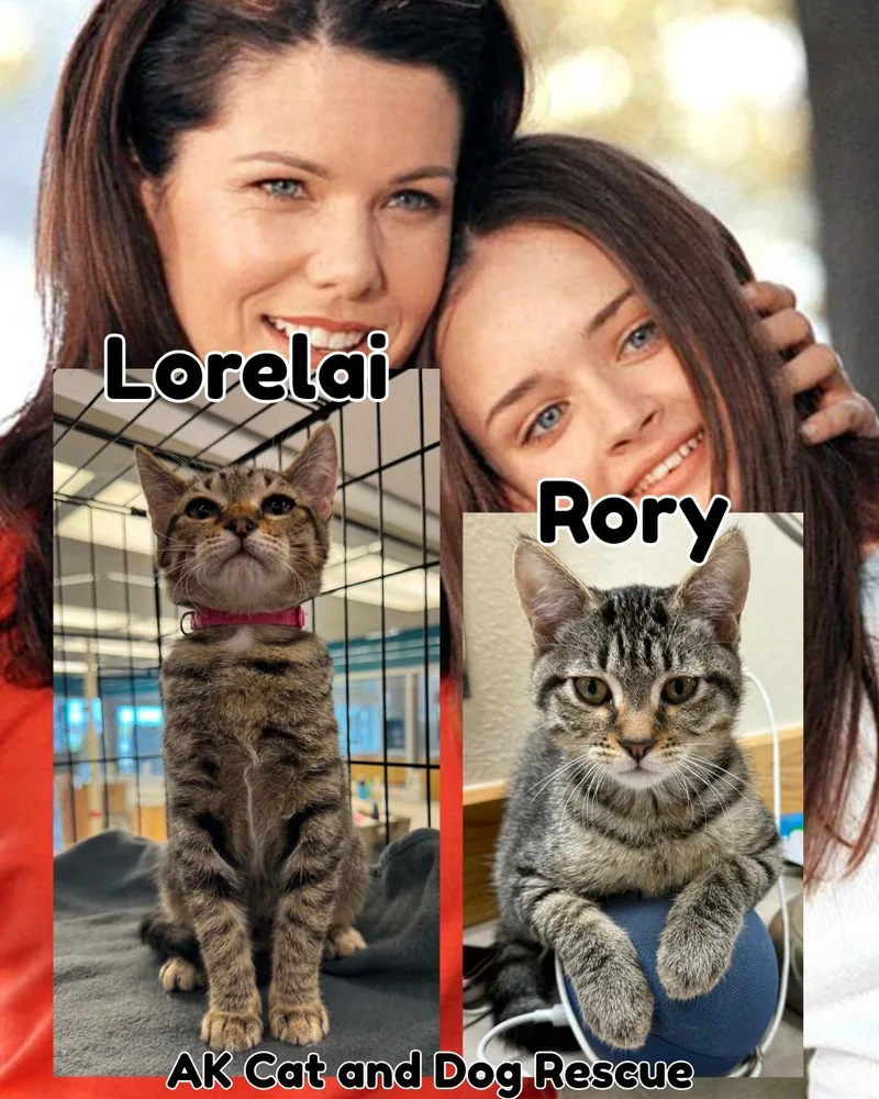 A young small-sized female Domestic Short Hair cat named Lorelai for adoption in Wasilla, AK
