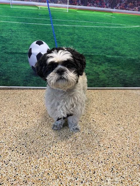 An adult small-sized male Shih Tzu dog named Sage for adoption in Miami, FL