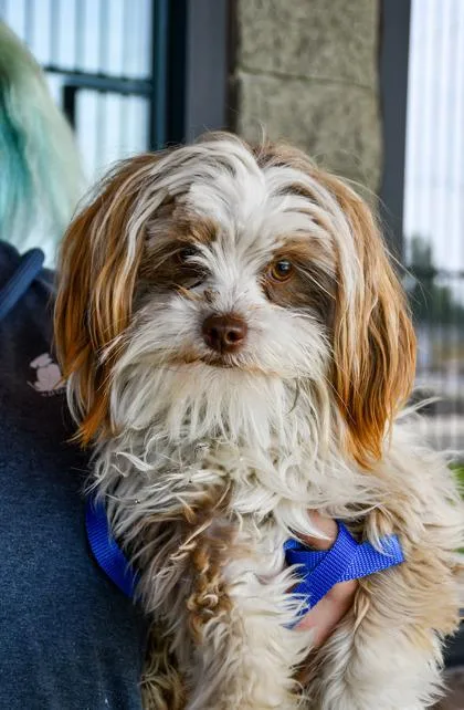 An adult small-sized female Shih Tzu dog named Sable for adoption in Yakima, WA
