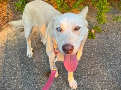 A young large-sized female German Shepherd Dog dog named Mazi for adoption in Tallahassee, FL
