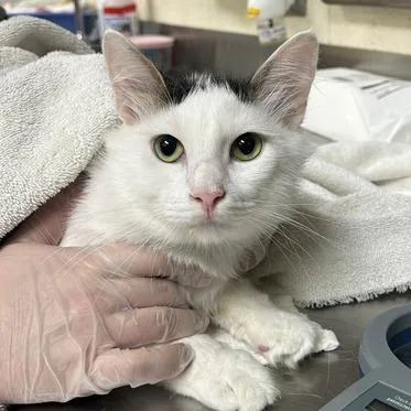 An adult medium-sized male White Domestic Short Hair cat named Fuzzy Gilly for adoption in Asheville, NC