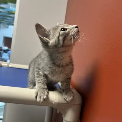 A baby small-sized female Domestic Short Hair cat named Juniper `Juni` for adoption in Janesville, WI