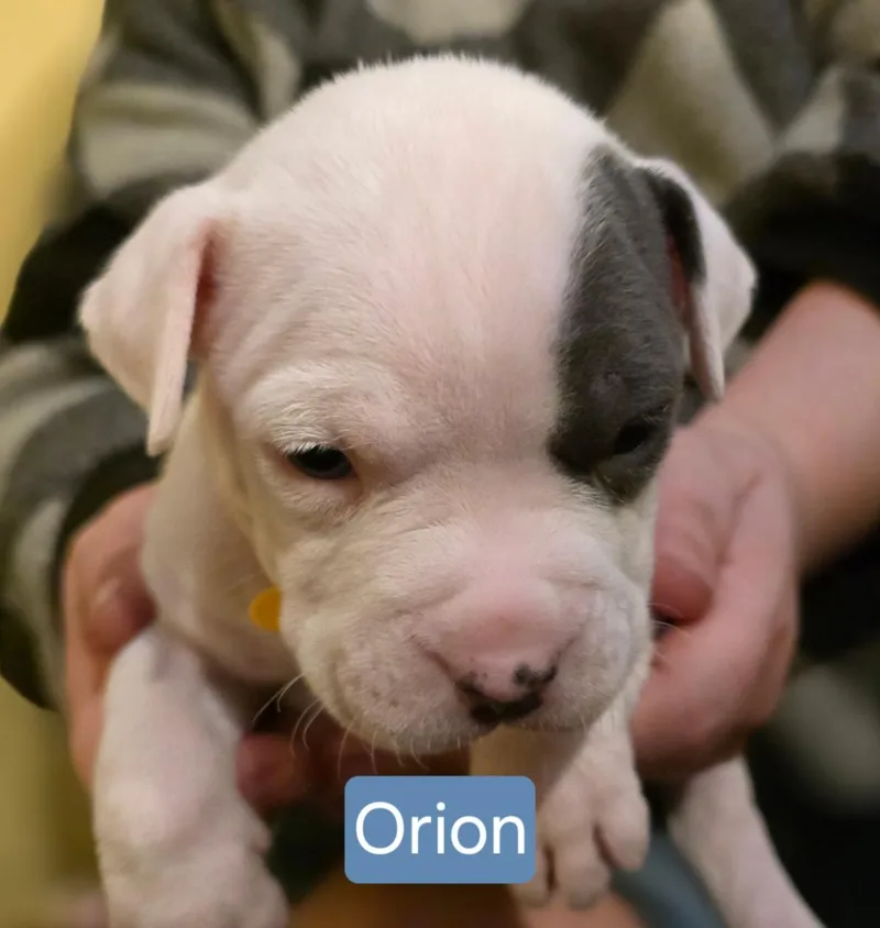 Orion Stardust  Local thumbnail 2