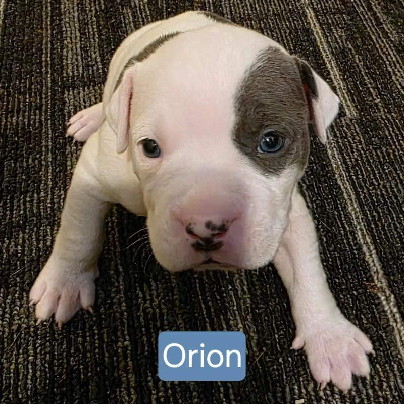 Orion Stardust  Local