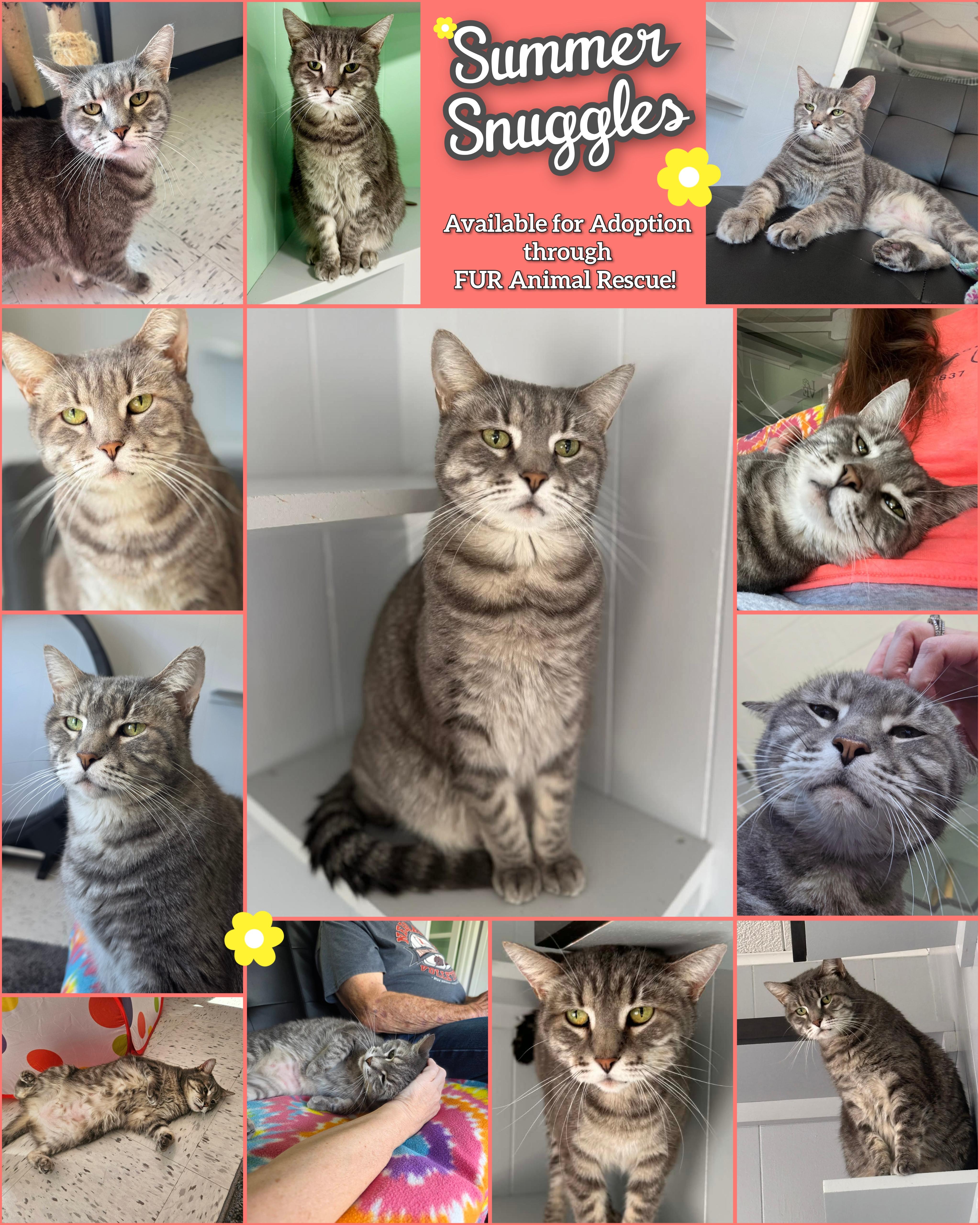 An adult large-sized female Tabby (Gray / Blue / Silver) Domestic Short Hair cat named Summer for adoption in North Platte, NE