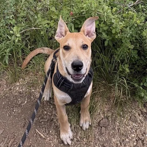 A baby small-sized male Red / Chestnut / Orange Mixed Breed dog named Batcave for adoption in Park City, UT