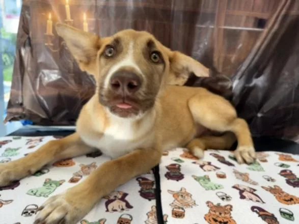 A baby medium-sized male German Shepherd Dog dog named A for adoption in San Pedro, CA