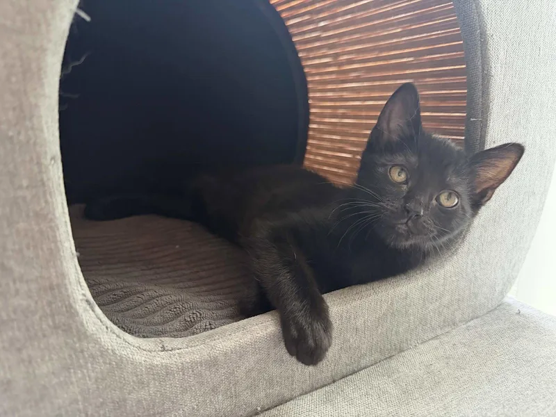 A baby medium-sized female Black Domestic Short Hair cat named Murphy for adoption in Fort Worth, TX