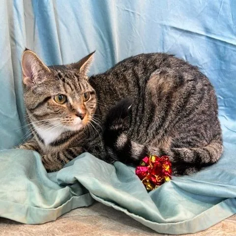 A young small-sized female Brown / Chocolate Domestic Short Hair cat named Cease for adoption in Gibsonia, PA