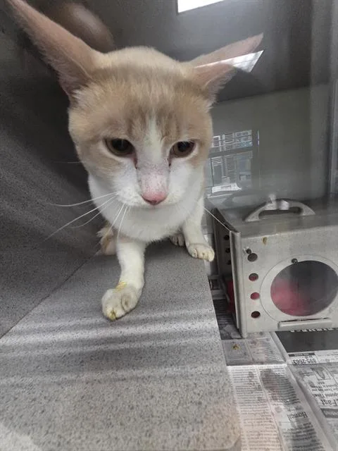 An adult medium-sized male Domestic Short Hair cat named A for adoption in San Antonio, TX