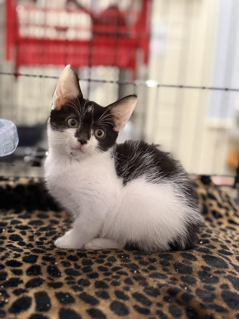 A baby medium-sized male Black & White / Tuxedo Domestic Short Hair cat named Cooper for adoption in Pawleys Island, SC