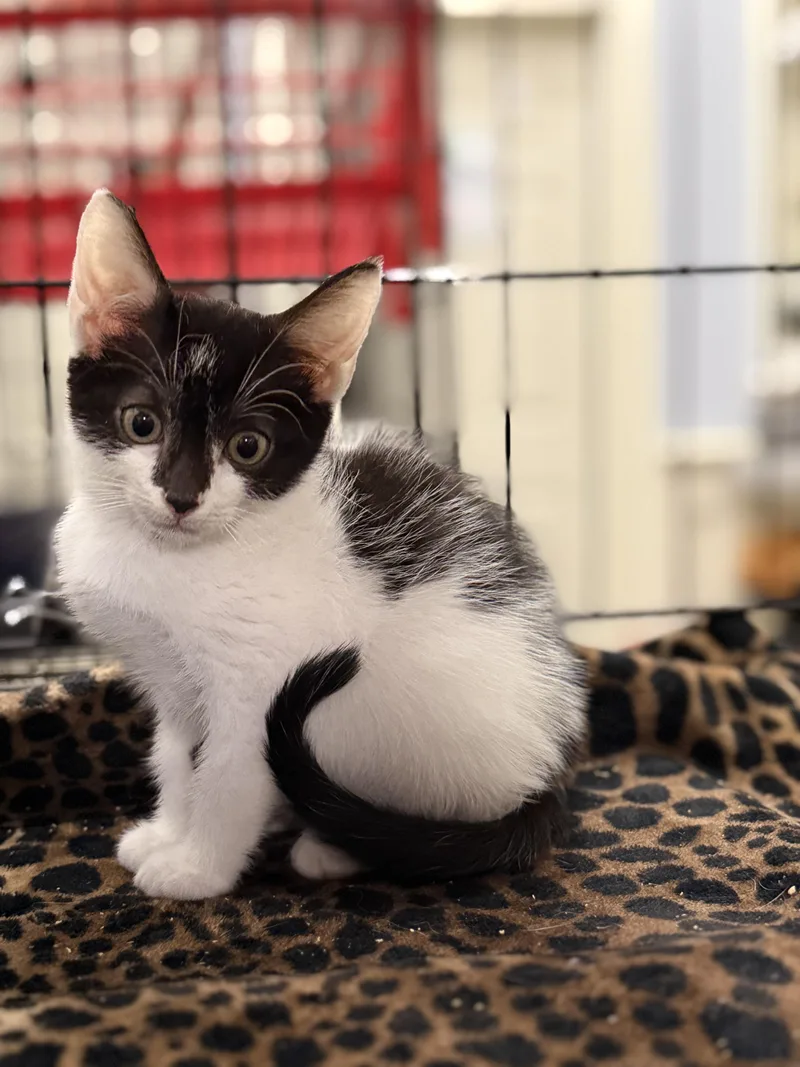 Cooper thumbnail 2