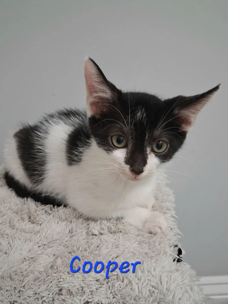 Cooper thumbnail 3