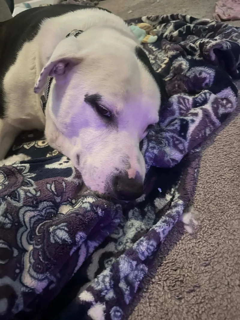 Jake Aka Wiggle Wobbles thumbnail 3