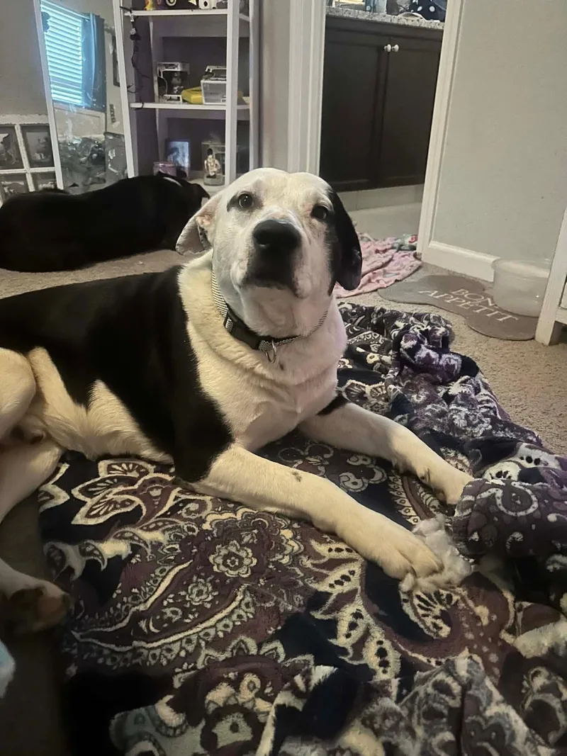 Jake Aka Wiggle Wobbles thumbnail 4