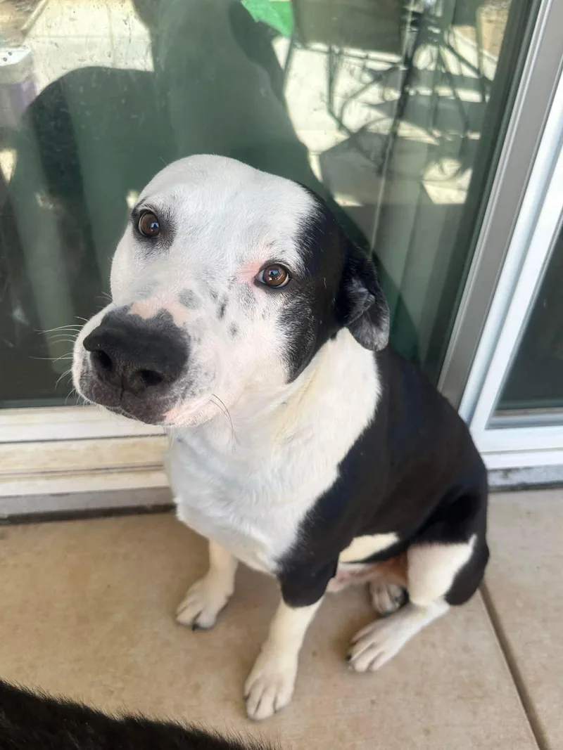 Jake Aka Wiggle Wobbles