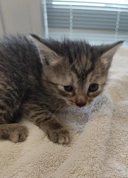 A baby small-sized female Domestic Short Hair cat named Michelle for adoption in Lafayette, IN