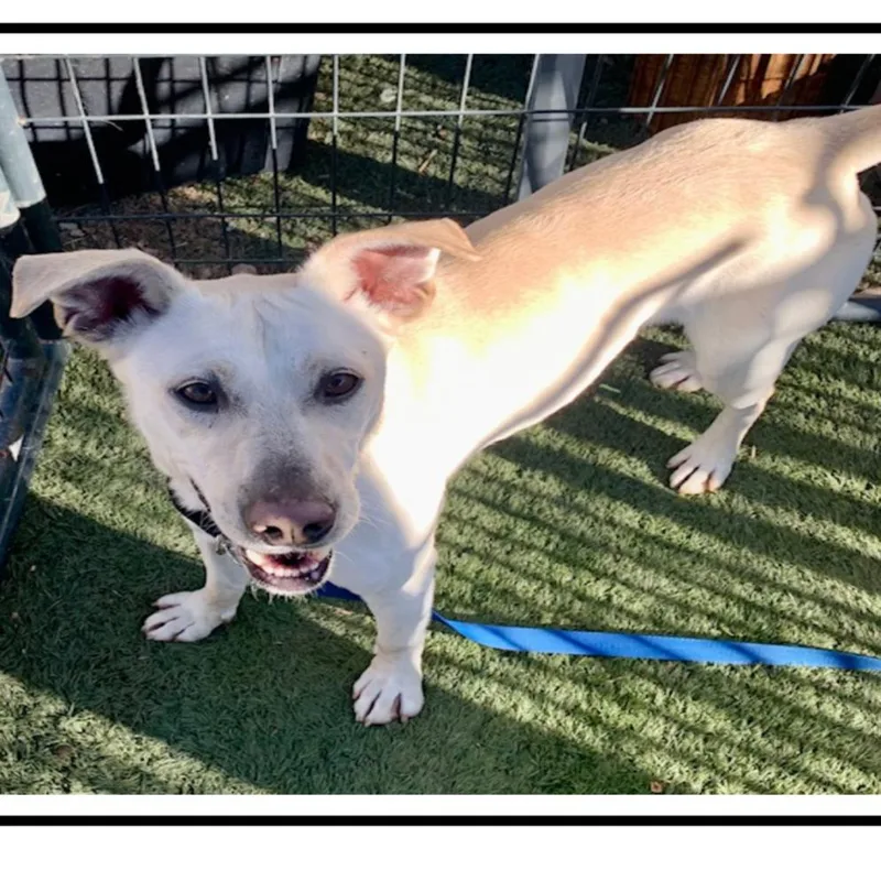 An adult medium-sized male White / Cream Labrador Retriever dog named Chicken Little for adoption in Apache Junction, AZ