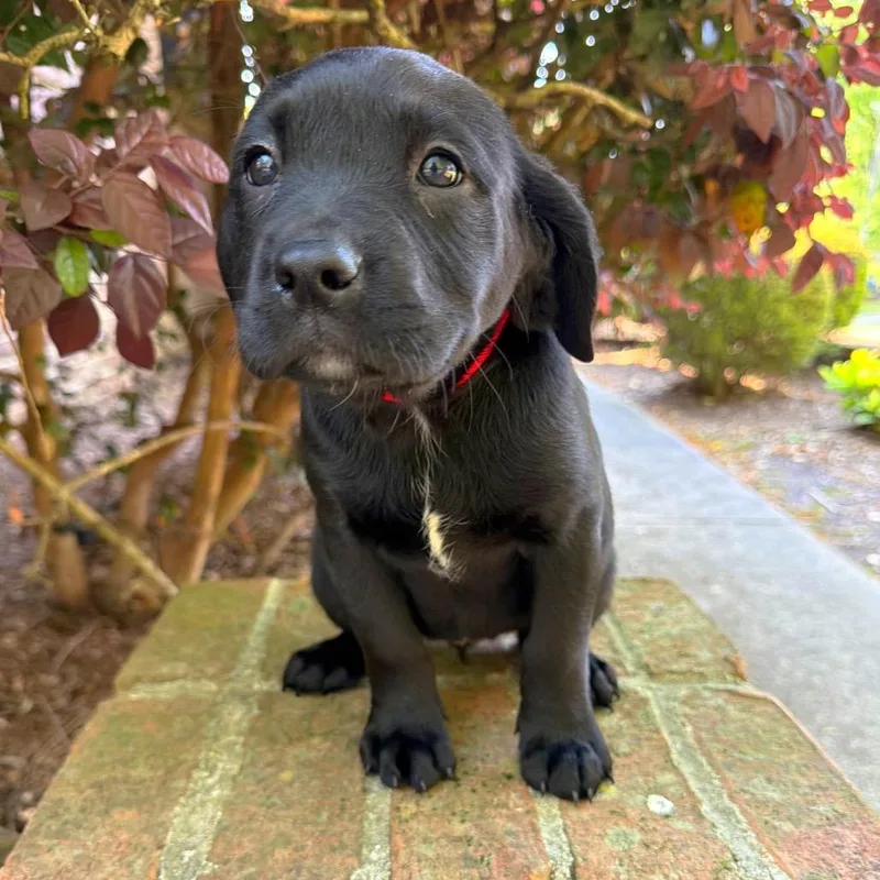A baby medium-sized female Black Black Labrador Retriever dog named Billie Jean for adoption in Brownsboro, AL