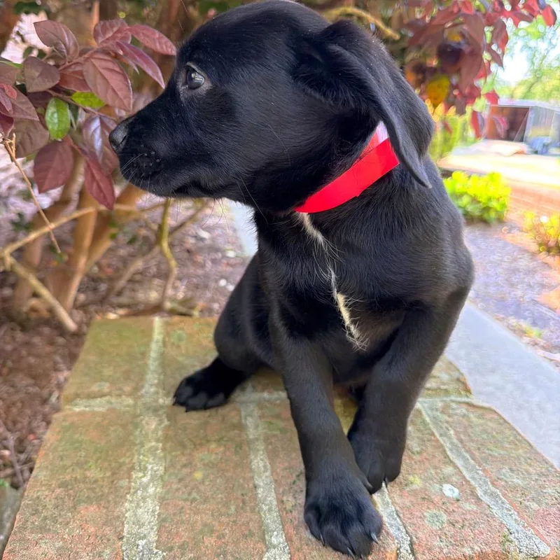 Billie Jean thumbnail 4