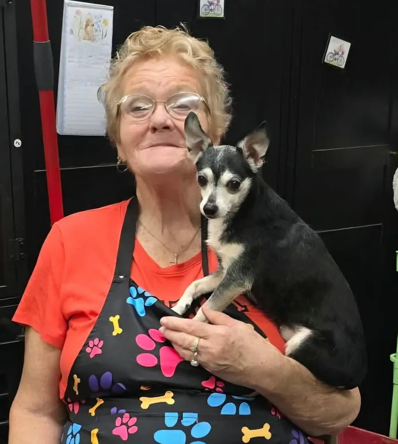 A senior small-sized male Chihuahua dog named Pedro for adoption in Wheelersburg, OH