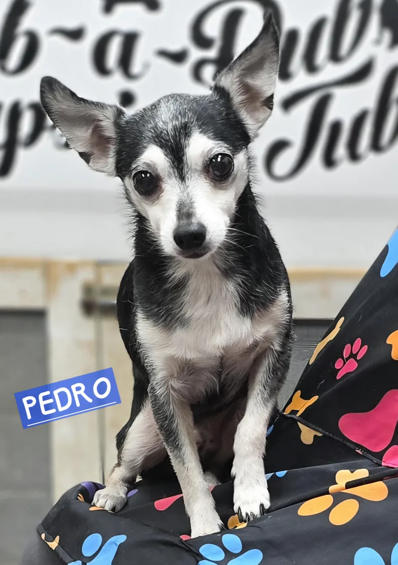 Pedro thumbnail 2