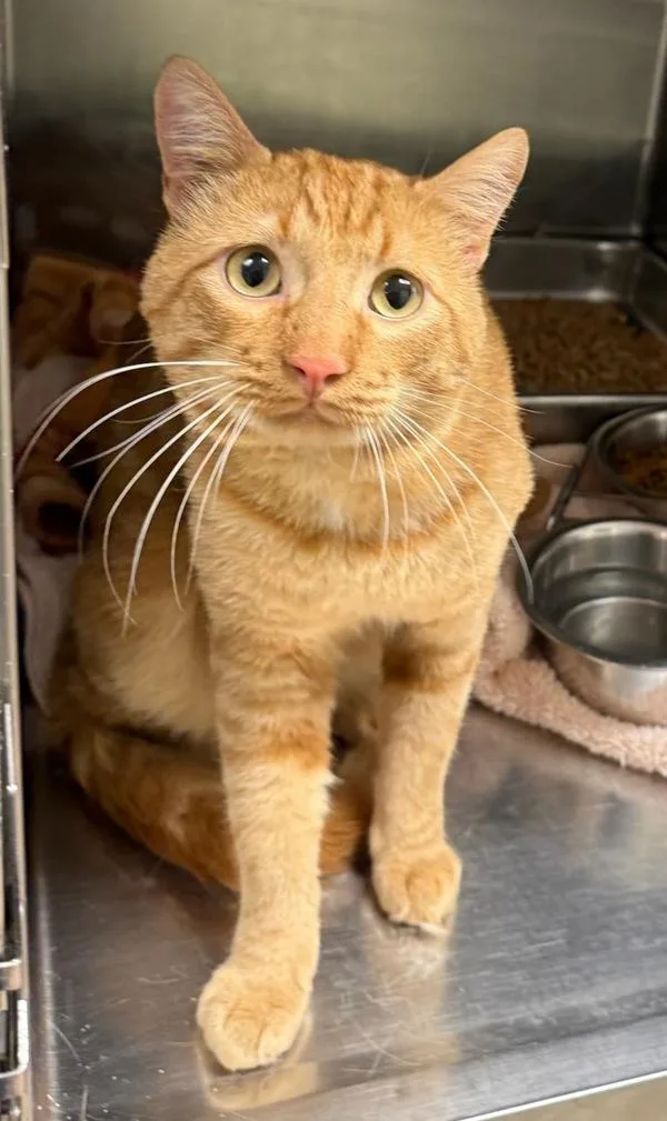 An adult medium-sized male Domestic Short Hair cat named Zander for adoption in Great Falls, MT