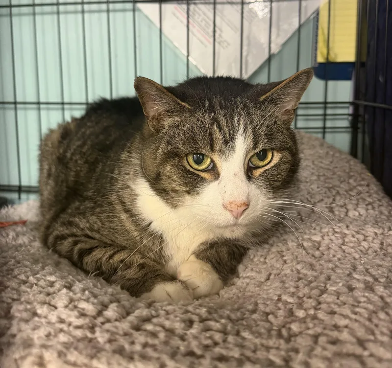 An adult large-sized male Brown / Chocolate Domestic Short Hair cat named Ben for adoption in Hudson, NY