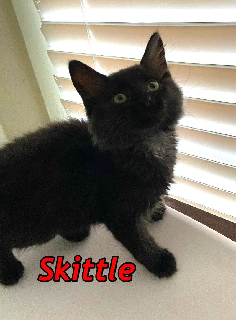 A baby medium-sized male Black Domestic Medium Hair cat named Skittle AND Stryder for adoption in Gonic, NH