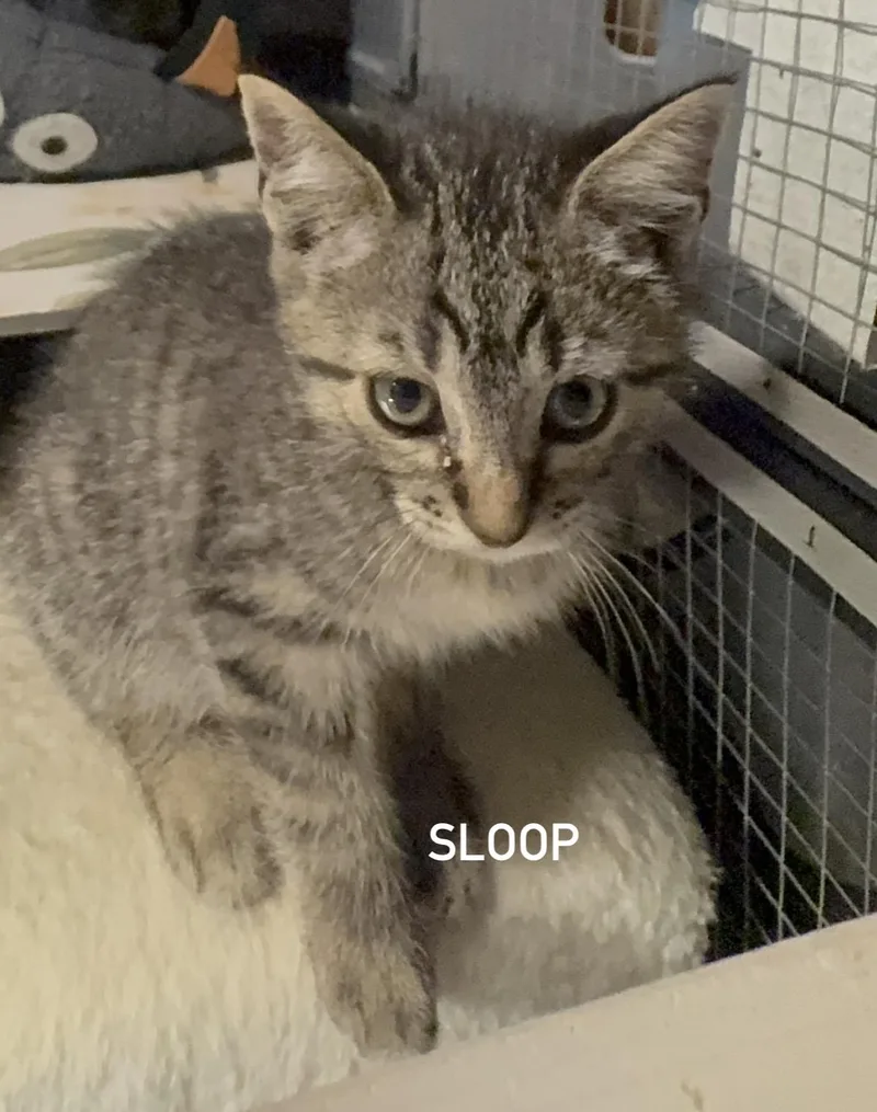 A baby medium-sized male Tabby (Buff / Tan / Fawn) Domestic Short Hair cat named Sloop for adoption in Houston, TX