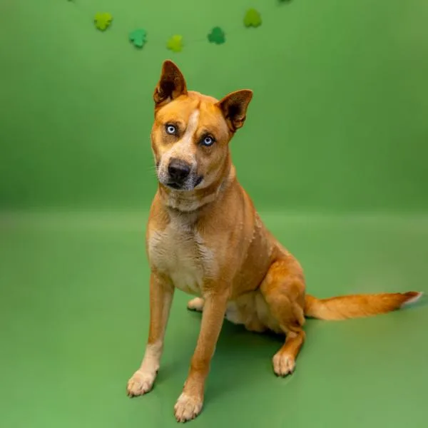 Pen C Melvin Hw thumbnail 2