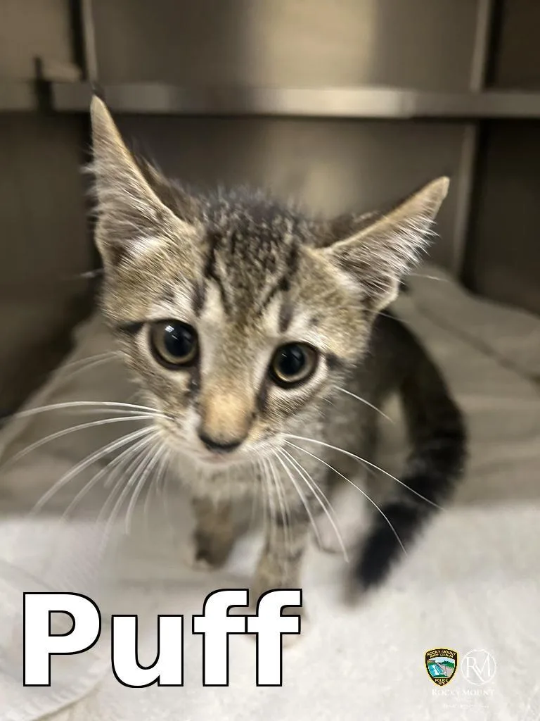 A baby small-sized male Domestic Short Hair cat named Puff for adoption in Rocky Mount, NC