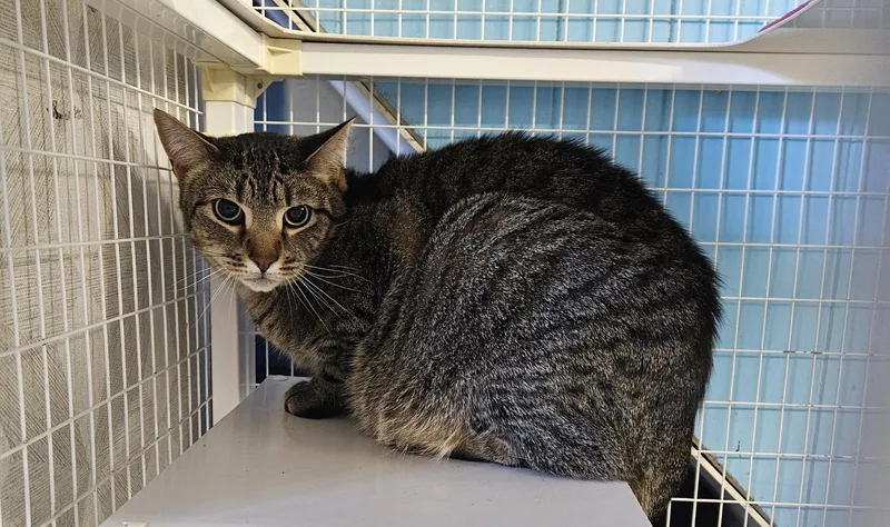 An adult extra large-sized male Domestic Short Hair cat named Lord Tubbington for adoption in Claremont, NH