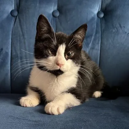 A baby medium-sized male Domestic Short Hair cat named Zyrtec for adoption in Savannah, GA