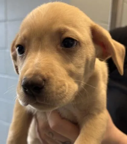 A baby large-sized female Mixed Breed dog named Sushi for adoption in Munster, IN