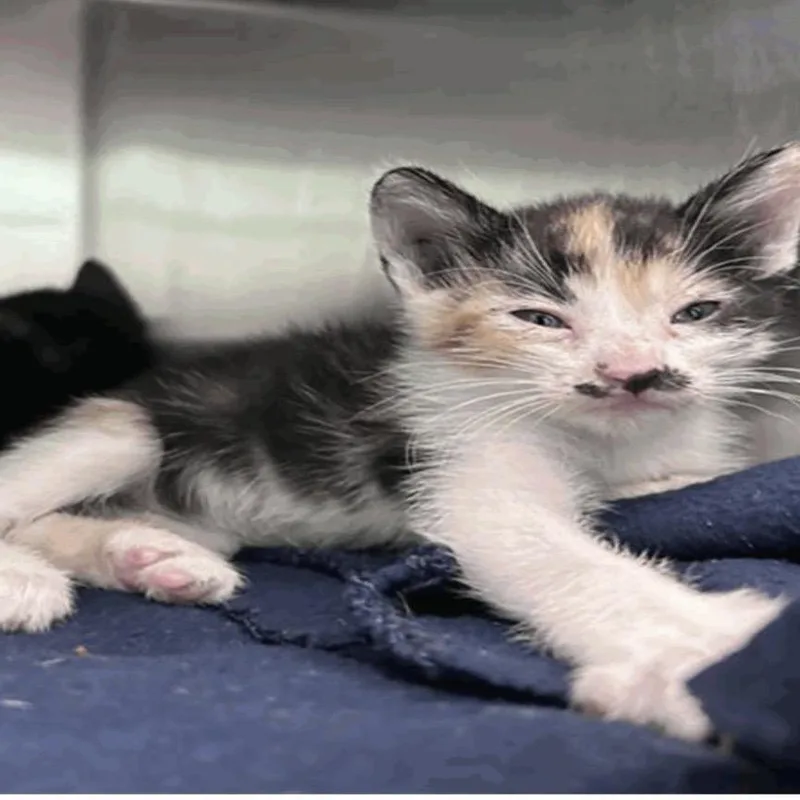 A baby small-sized female Domestic Medium Hair cat named Dumpling for adoption in Pasadena , MD