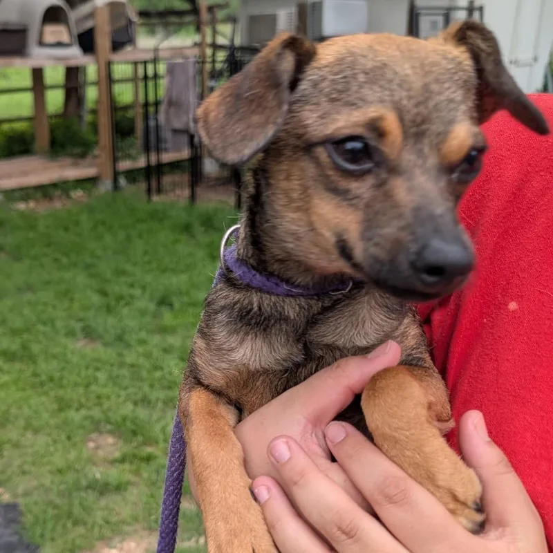 An adult small-sized male Brown / Chocolate Mixed Breed dog named Chapparro for adoption in Leander, TX