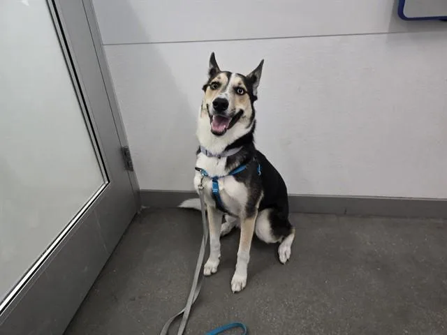 A young large-sized female Siberian Husky dog named Maisey for adoption in Mesa, AZ