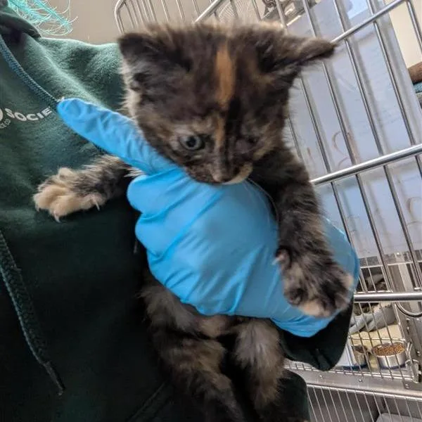 A baby small-sized female Tortoiseshell Domestic Short Hair cat named Becks for adoption in Tacoma, WA